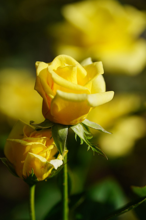 洋館の秋薔薇は咲き始め - 前 -