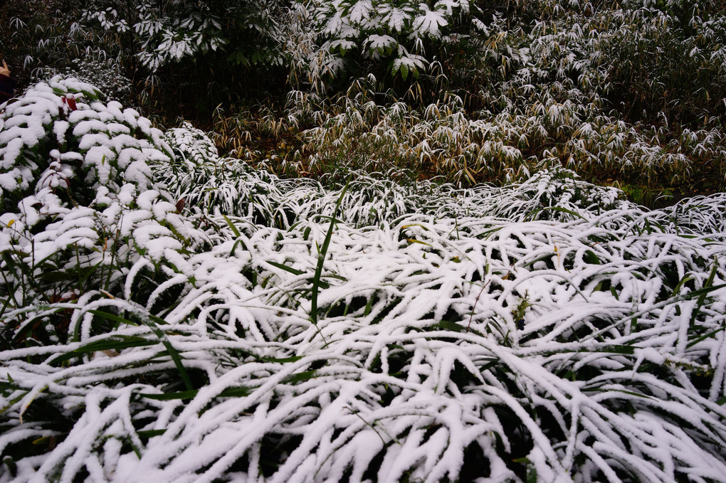雪が小止みになった上野公園にて
