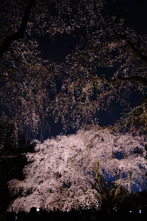 大名庭園の桜ライトアップ - 2 -