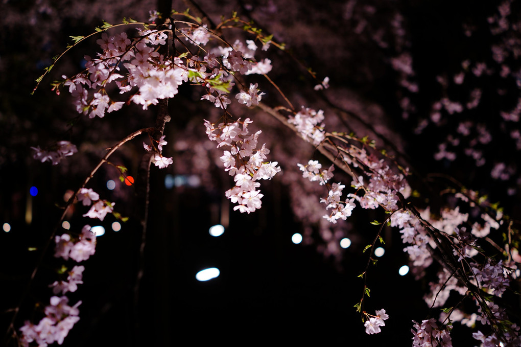 大名庭園の桜ライトアップ - 2 -
