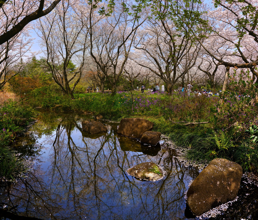 昭和記念公園の春 - 桜 Part 3 -
