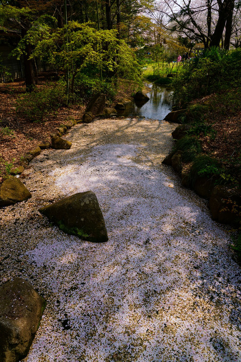 昭和記念公園の春 - 桜 Part 3 -