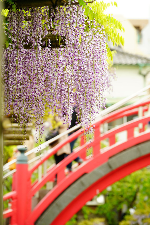 亀戸天神、見ごろの藤 - 前 -