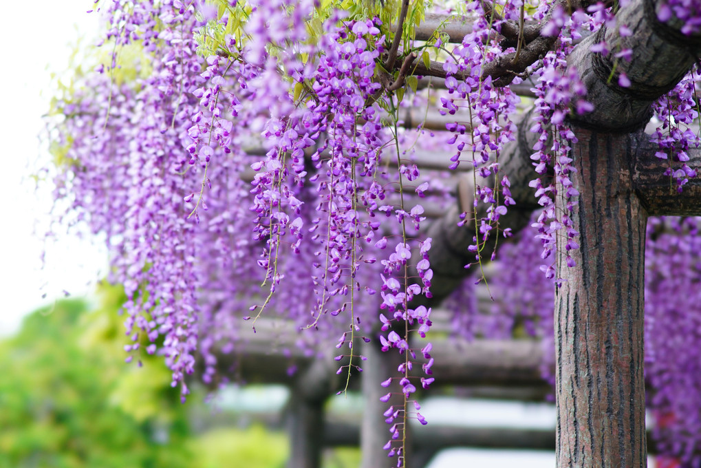 亀戸天神、見ごろの藤 - 後 -