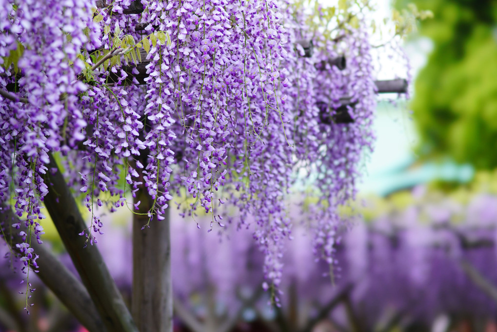 亀戸天神、見ごろの藤 - 後 -