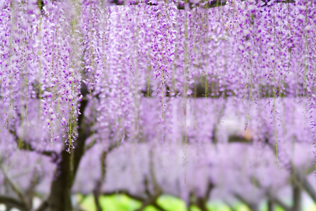 亀戸天神、見ごろの藤 - 後 -