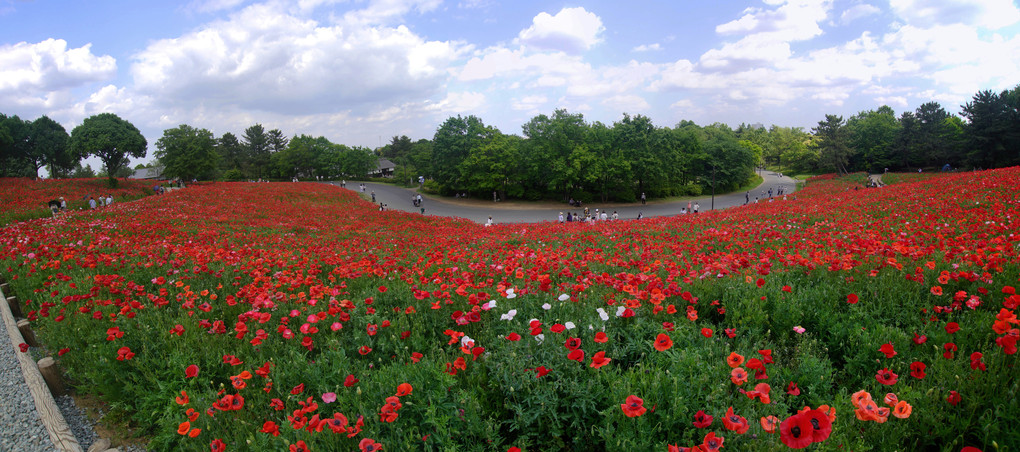 昭和記念公園、初夏散歩 - 1 -