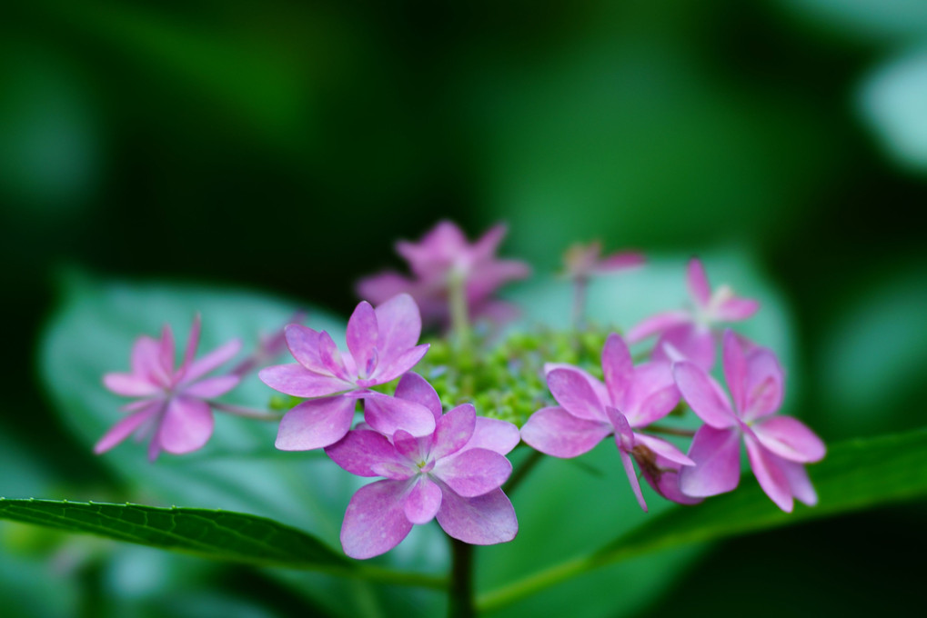 紫陽花散策 - 6 -