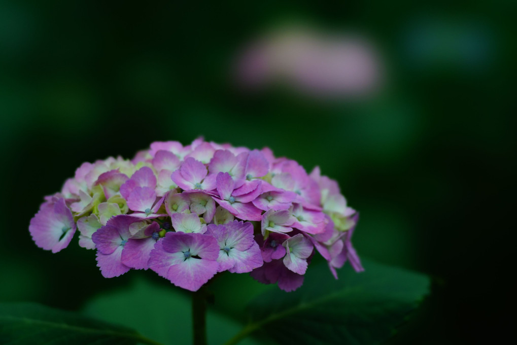 紫陽花散策 - 6 -