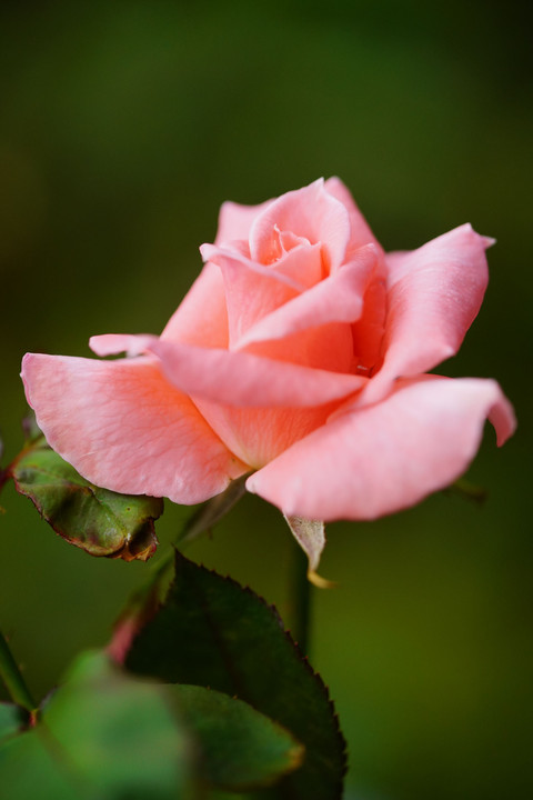 洋館の秋薔薇は咲き始め - 後 -