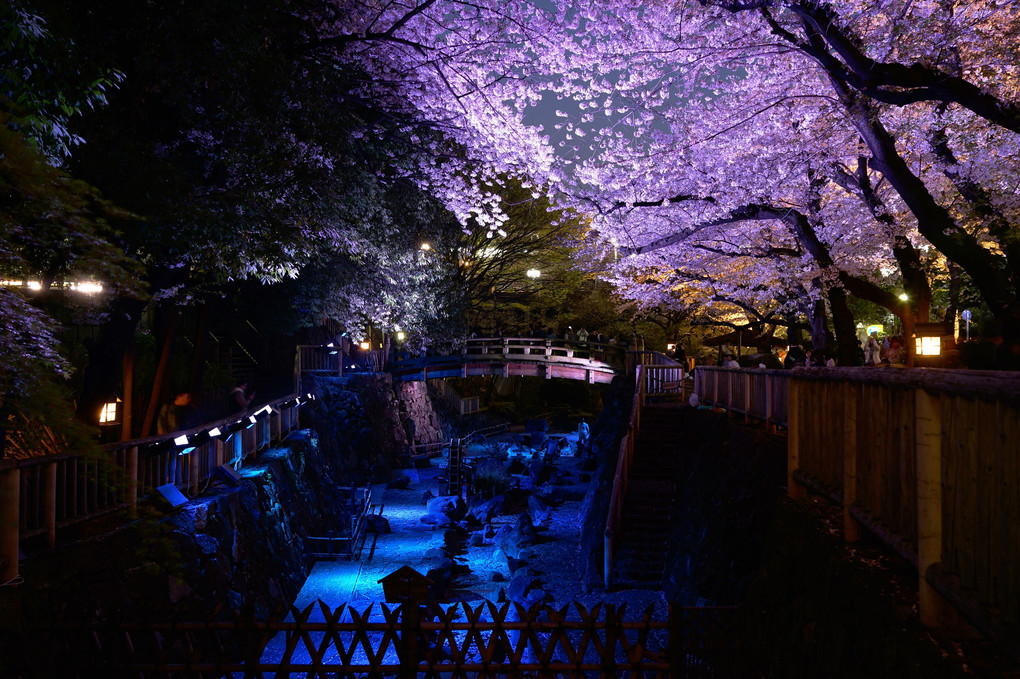 夜桜ライトアップ＠音無親水公園