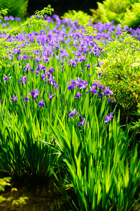 新緑と燕子花の庭 - 終 -