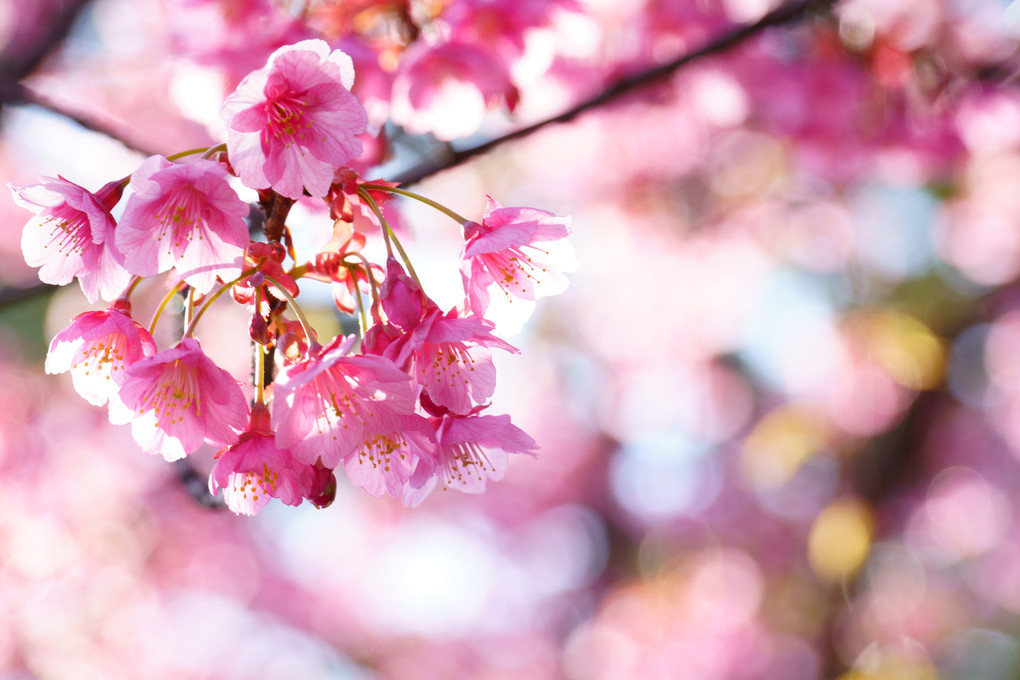 桜の季節がやって来ました