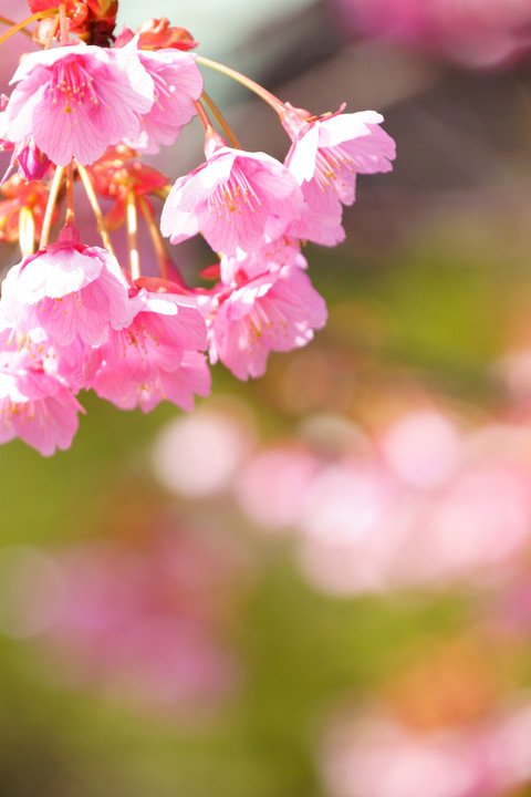 桜の季節がやって来ました
