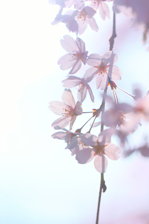 枝垂れ桜