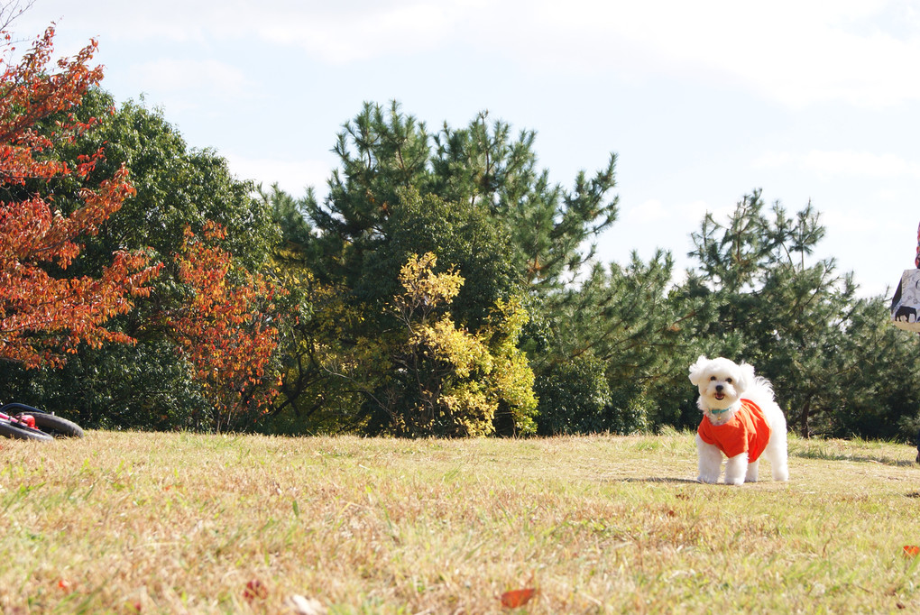 秋の公園と真っ白な犬