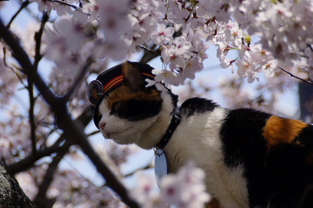 桜を探して　②　和歌山貴志　ネコと桜