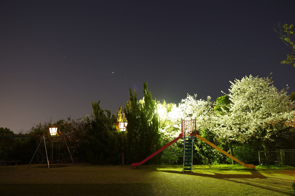 独りぼっちの夜桜見物