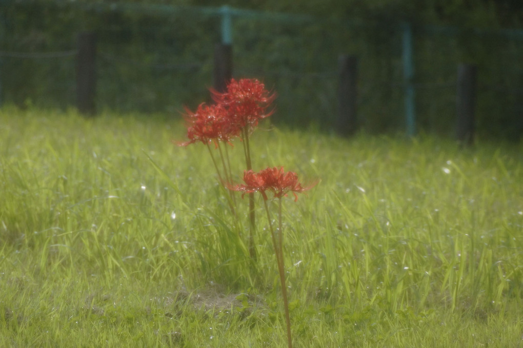 秋の始まり