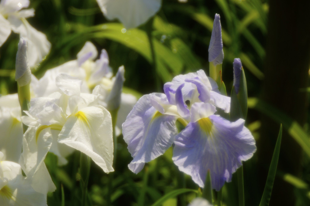 同じ様に見えます　花菖蒲③