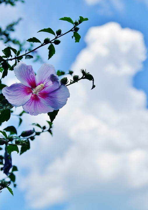 芙　蓉