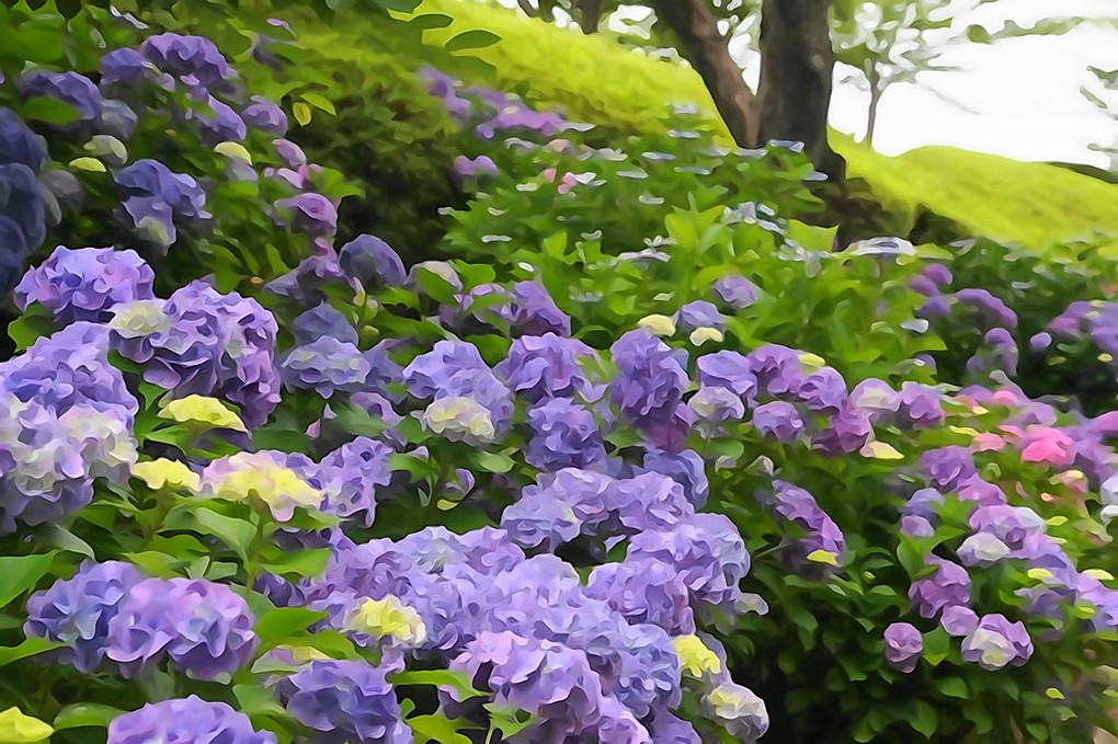 城苑の紫陽花