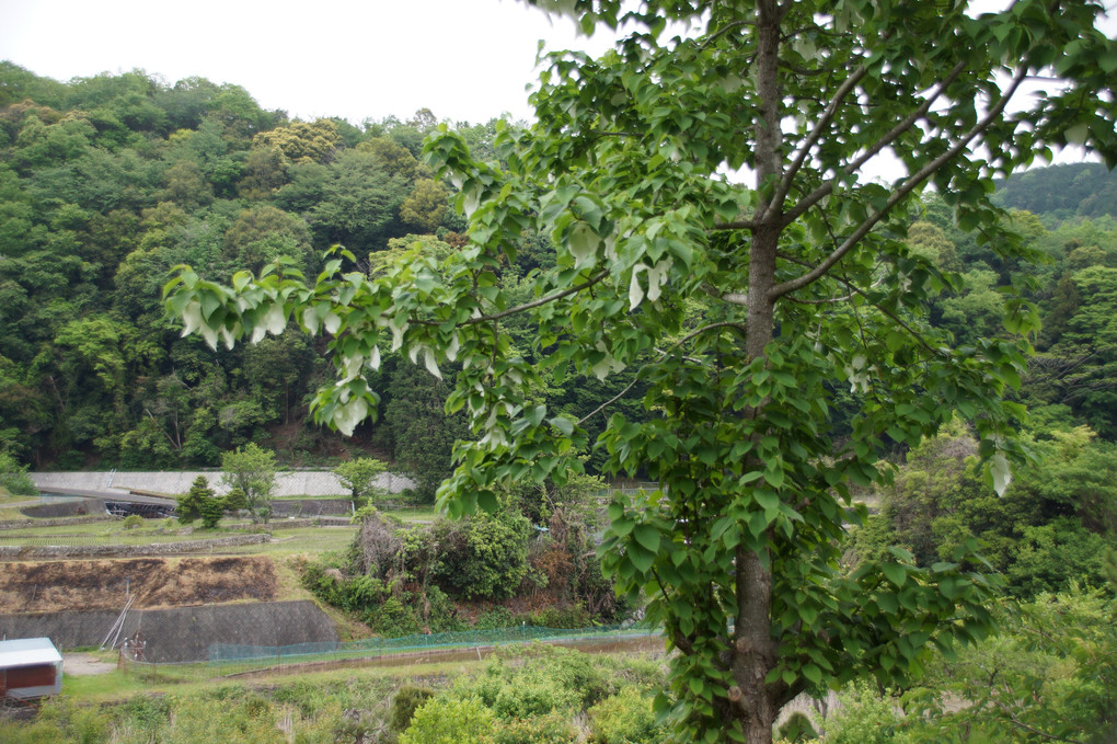 ハンカチの木、伊豆の田舎にポツンと花をつけていました。