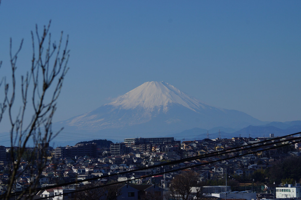 元旦の富士山、手前にボケ枝
