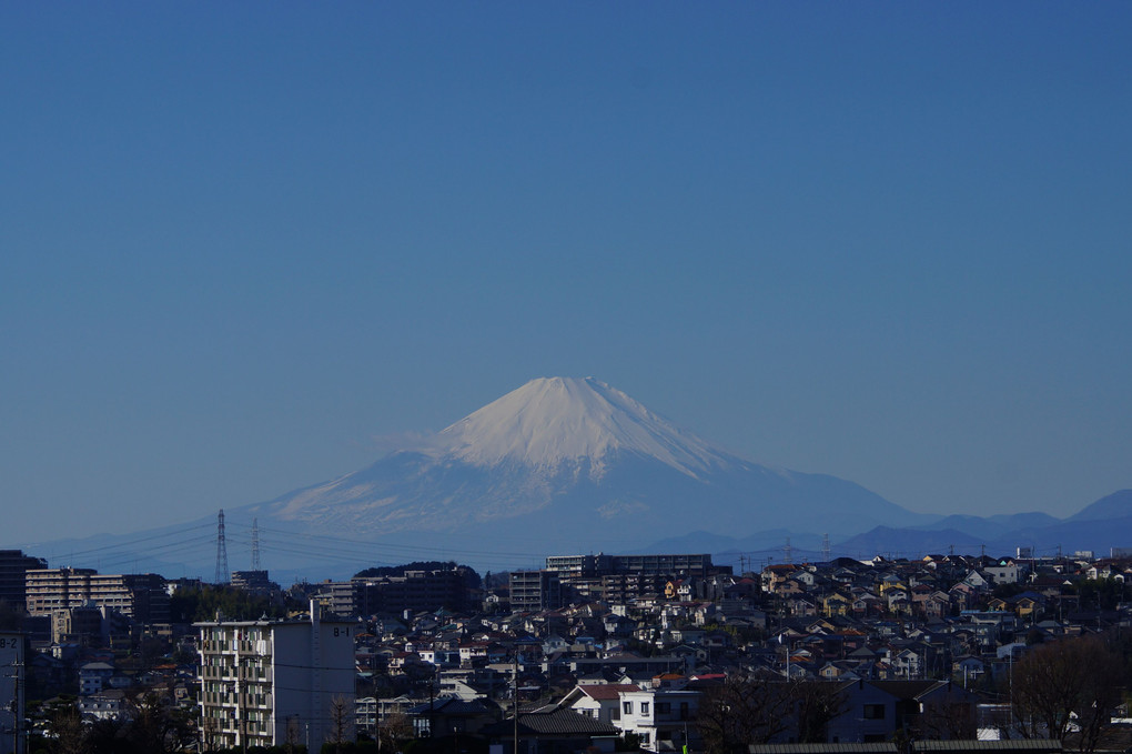 元旦の富士山、手前にボケ枝