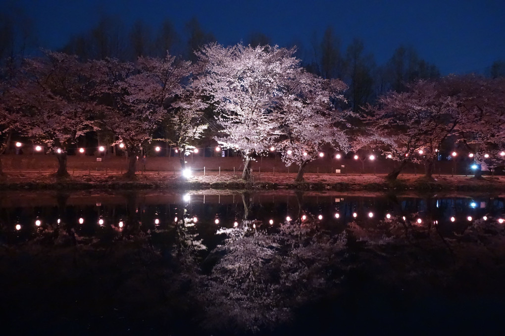 鶴ヶ島の夜桜