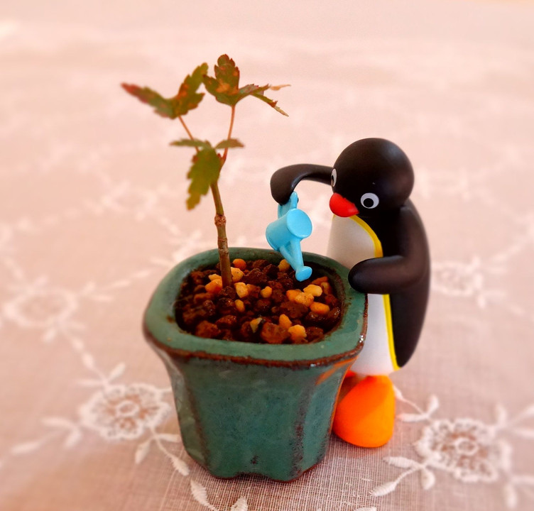 ピングーが世話するミニ盆栽