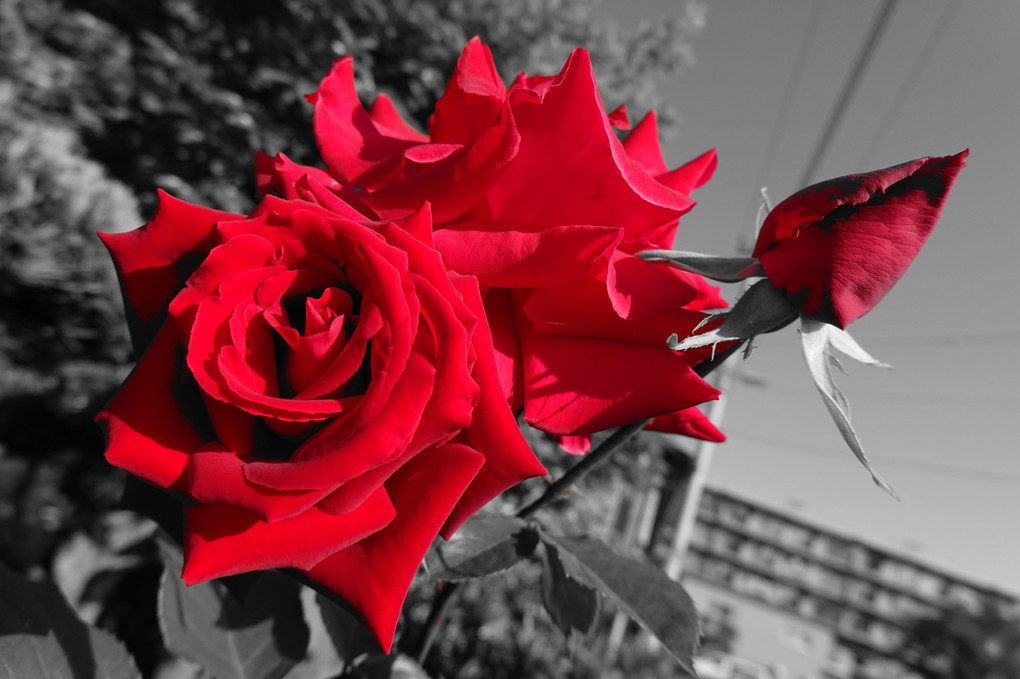 真っ赤な薔薇はあいつの唇