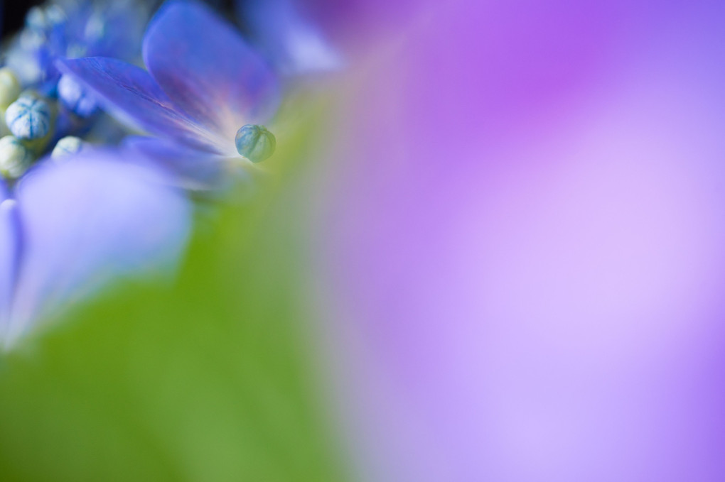 梅雨を待つ紫陽花