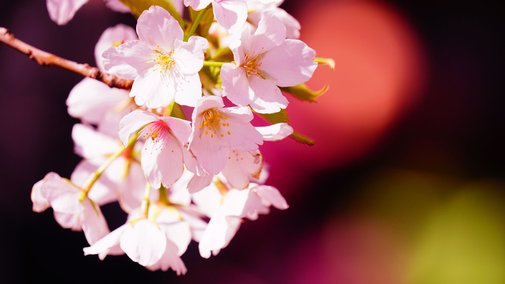 講師と行く　桜色を撮る＠新宿の公園編