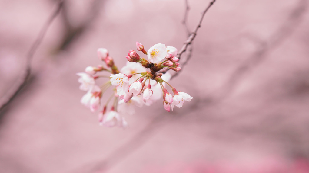 目黒川の桜2019