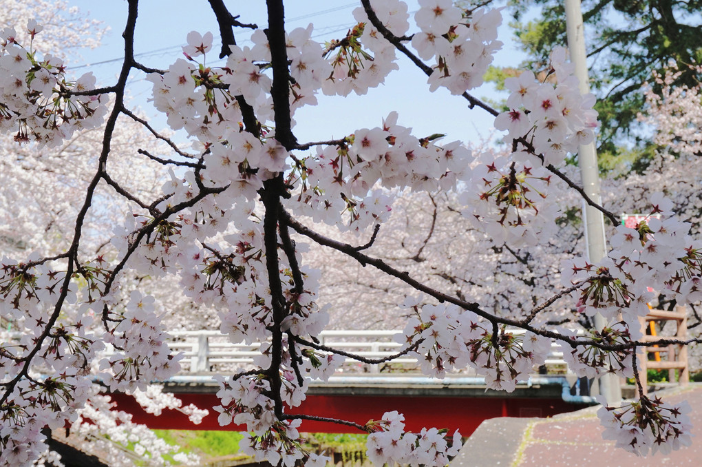 桜の風景　2019