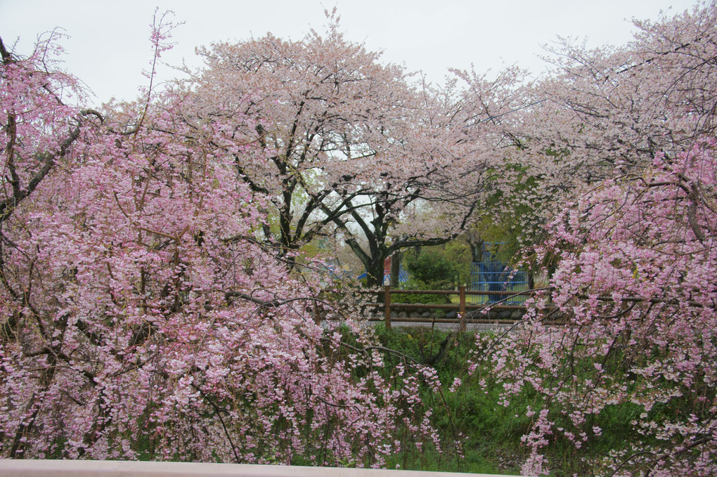 桜の風景　2019