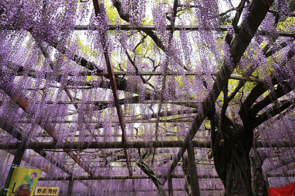 藤の花