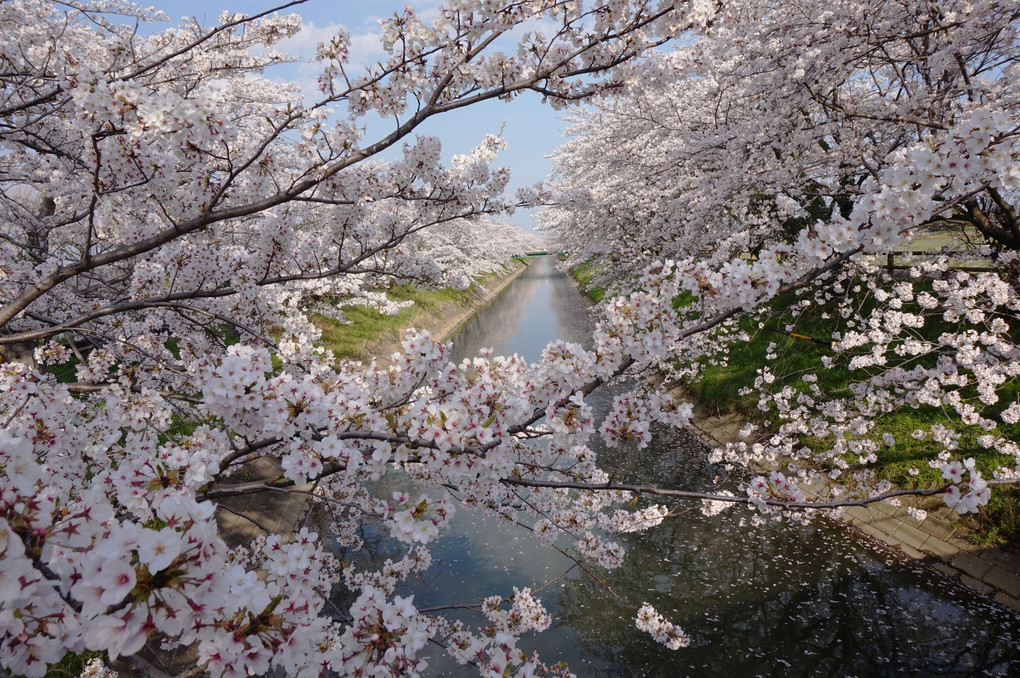 散歩道の桜(2020)