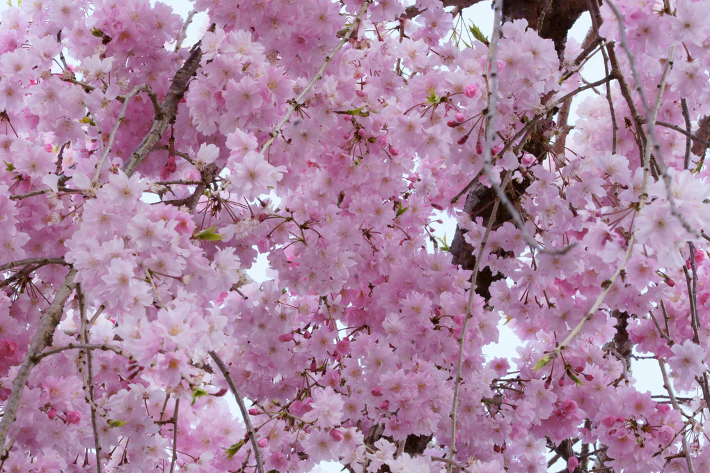 八重桜