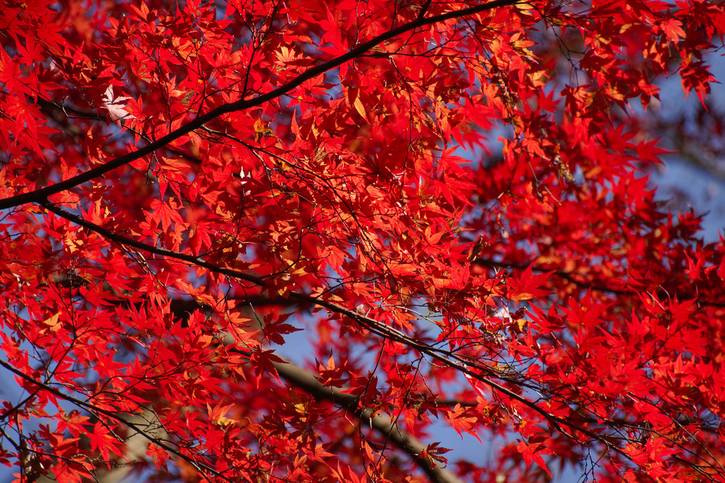 鎌倉獅子舞の紅葉。