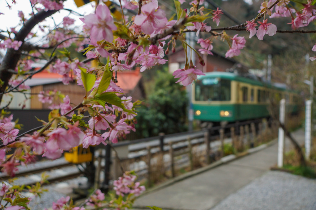 Early spring in Kamakura.