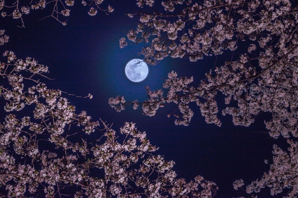 夜桜に満月を添えて…