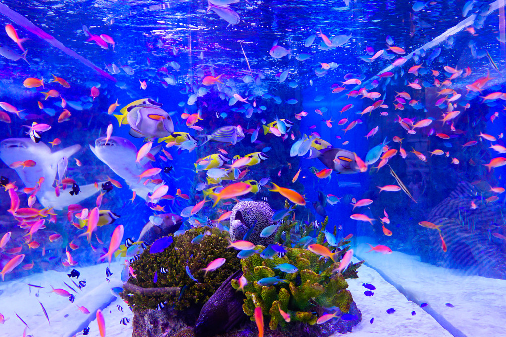Aquariumを撮る！