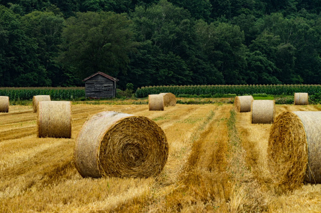 収穫の大地…牧草ロール