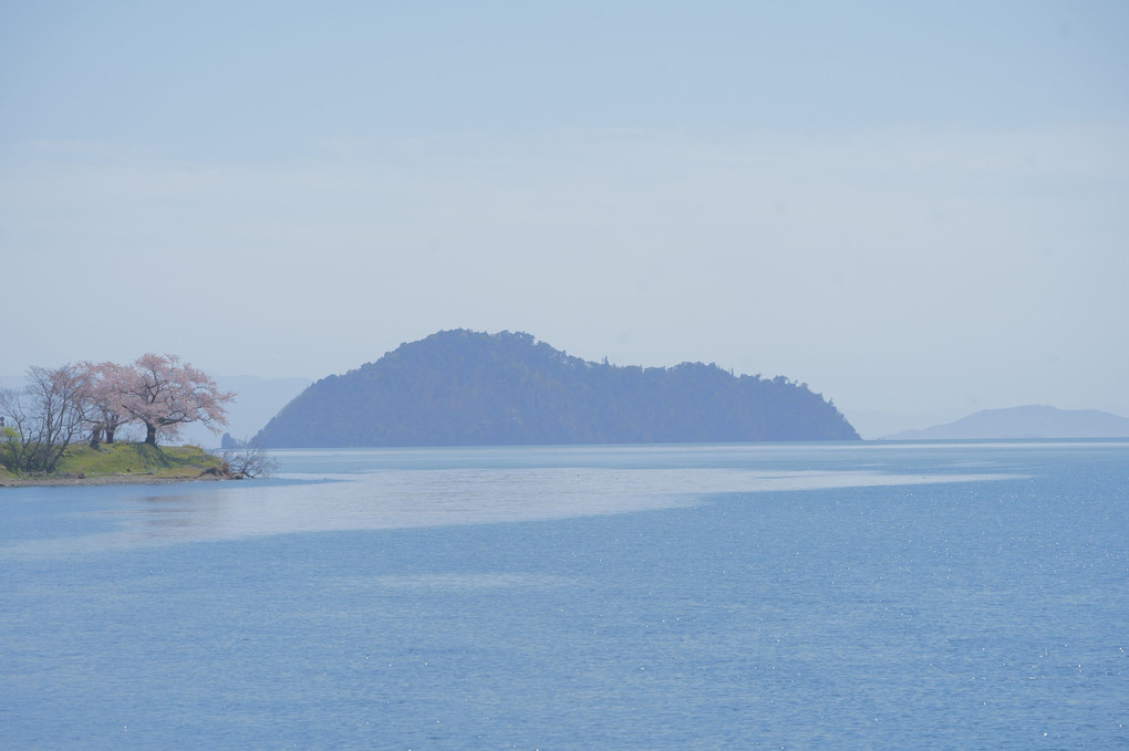 桜と竹生島