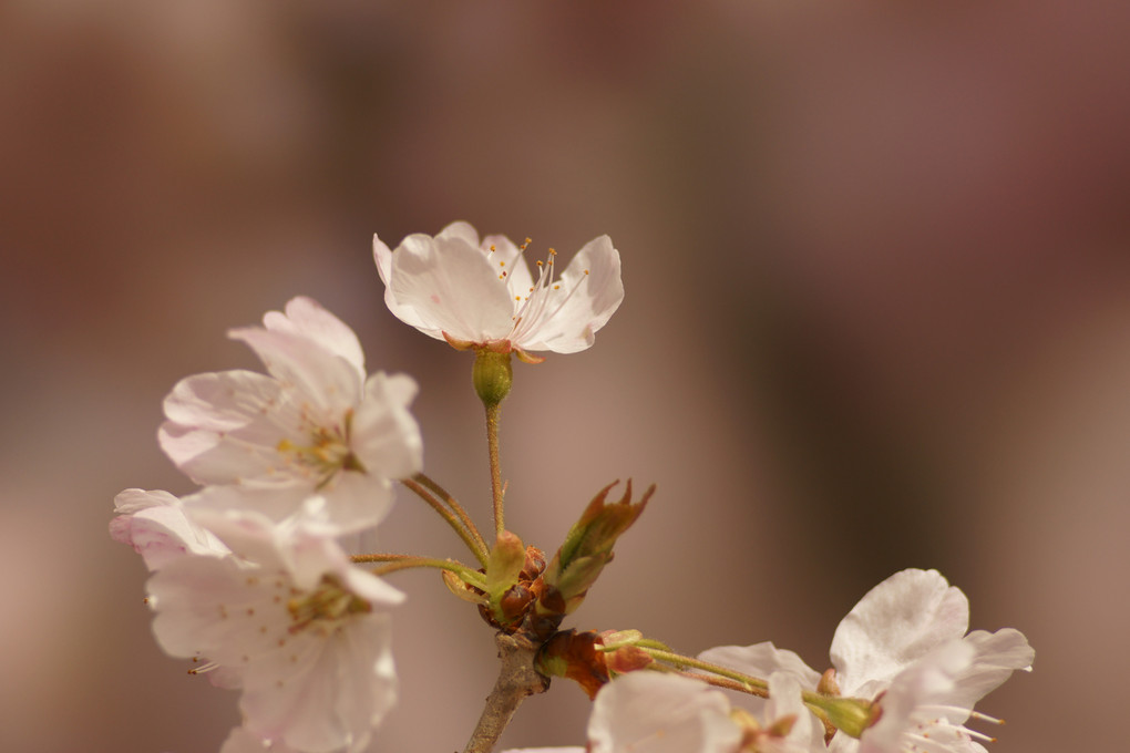 2015　初桜