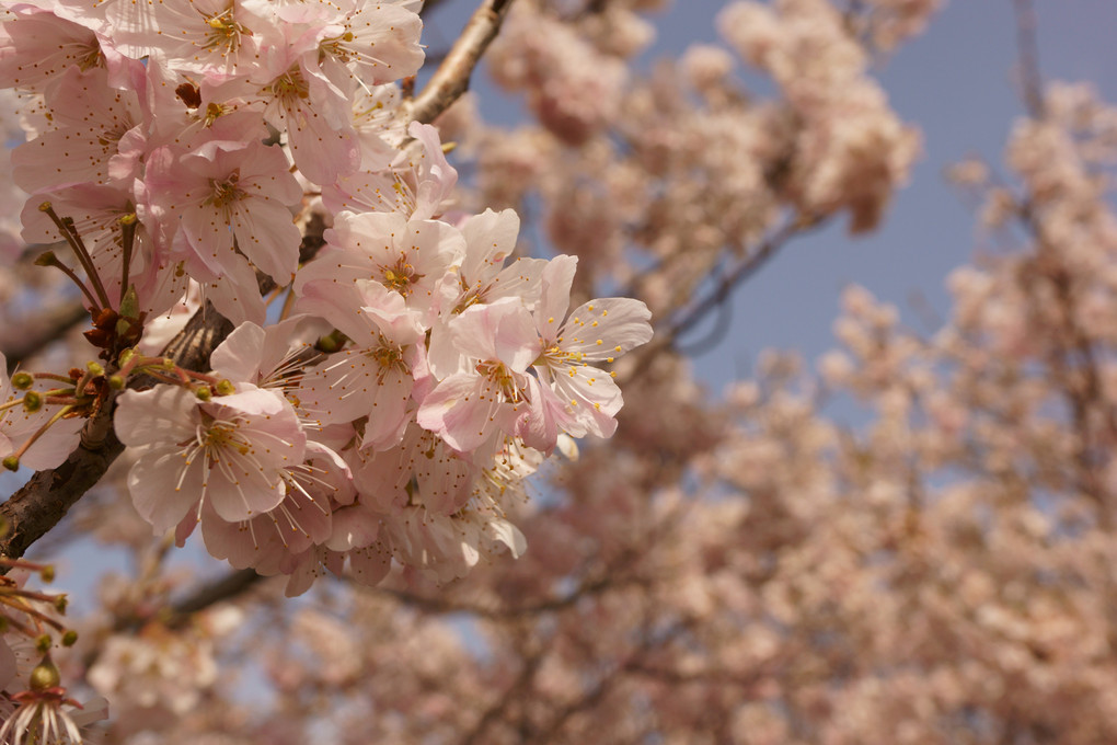 2015　初桜