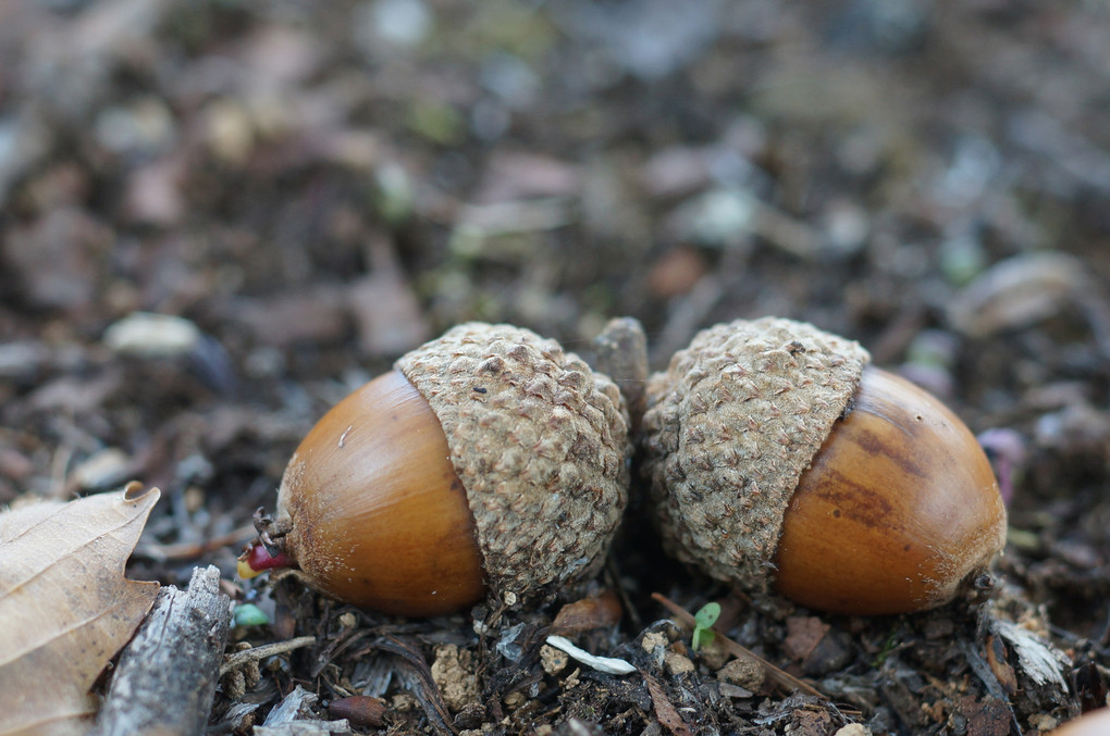 quercus crispula