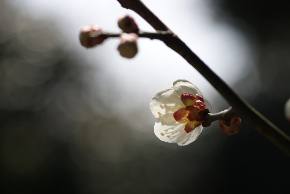 plum-blossoms